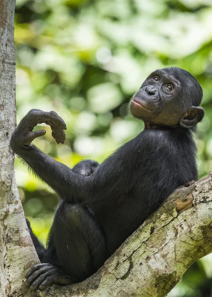 少年的倭黑猩猩的肖像 — 图库照片