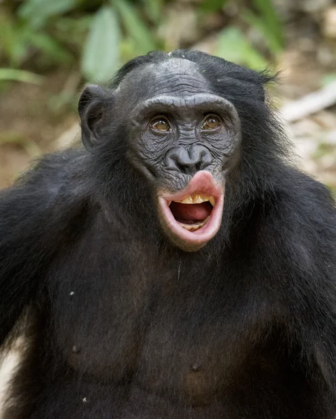 Bonobo maschio in habitat naturale . — Foto Stock