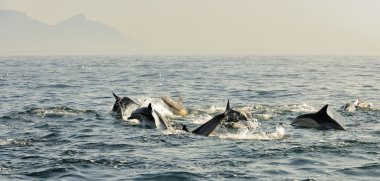 Yunuslar, okyanusta yüzmeye grup  