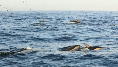 Yunuslar, okyanusta yüzmeye grup 