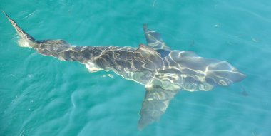 büyük beyaz köpekbalığı (carcharodon carcharias)  