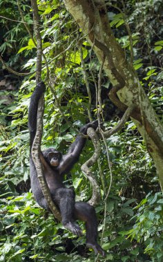 Şempanze bonobo yetişkin erkek 
