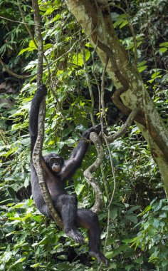 Adult male of Chimpanzee bonobo  clipart