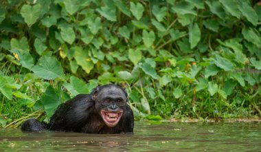  Bonobo ( Pan paniscus)