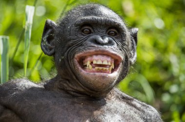  Bonobo ( Pan paniscus),