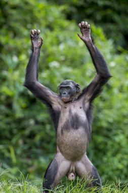 şempanze bonobo (pan paniscus)