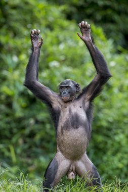 Chimpanzee Bonobo ( Pan paniscus) clipart
