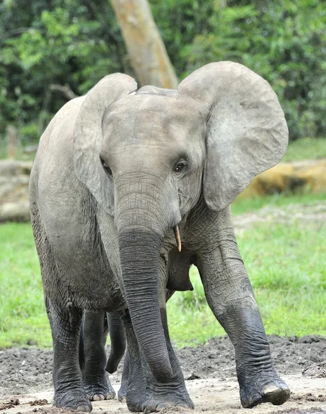 L'elefante della foresta africana — Foto Stock