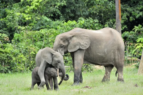 El elefante del bosque africano — Foto de Stock