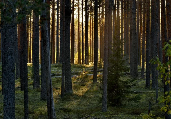 Yeşil ormanda güneş ışığı — Stok fotoğraf