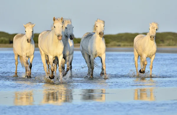 Cavalos correndo na água  . — Fotografia de Stock