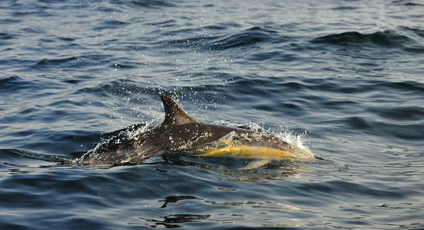 A víz jön a delfin. — Stock Fotó