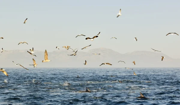 Νεανική Kelp Γλάρος (Larus dominicanus) — Φωτογραφία Αρχείου