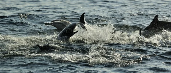 Csoportja a delfinek, úszás — Stock Fotó