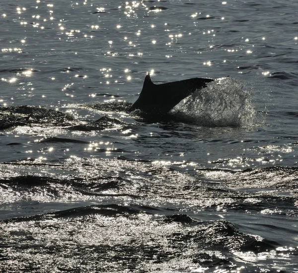 Delfin, kąpiel w Oceanie — Zdjęcie stockowe