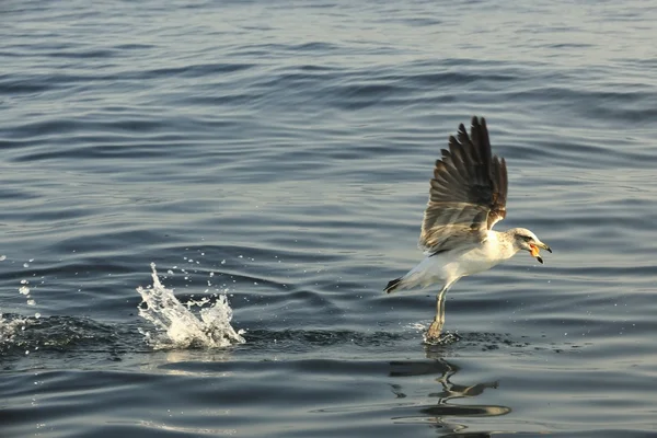 Gaviota joven Kelp (Larus dominicanus ) — Foto de Stock