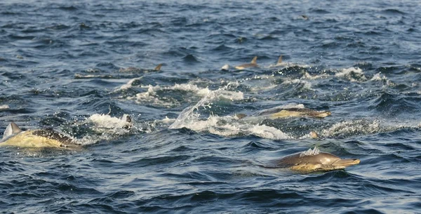 Grupp av delfiner, simning — Stockfoto