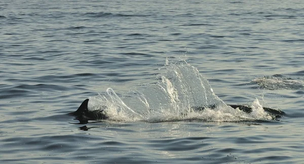 イルカは、海で泳いで — ストック写真