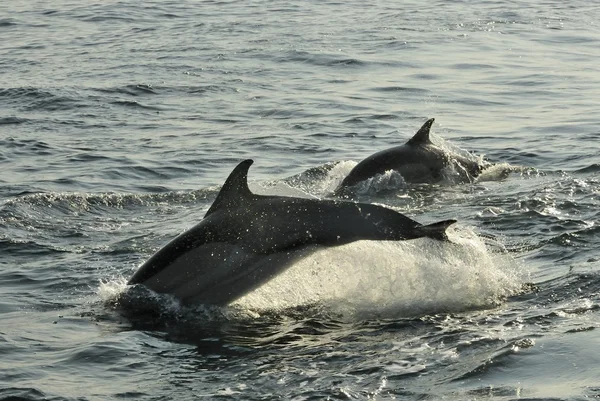 Група дельфінів, плавання — стокове фото