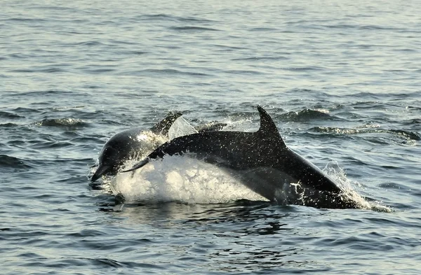 Grupa delfinów, pływanie — Zdjęcie stockowe