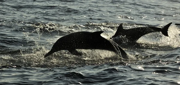 Silhouet van dolfijnen, zwemmen — Stockfoto