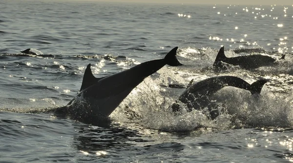 Группа дельфинов, плавающих в океане — стоковое фото