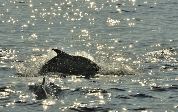 Golfinho, nadando no oceano — Fotografia de Stock