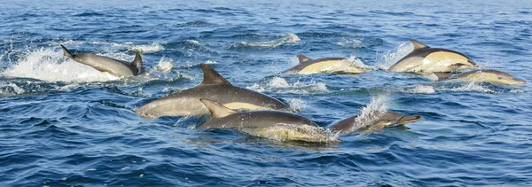 Grupo de delfines, nadando en el océano — Foto de Stock