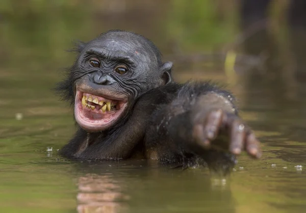 Der Bonobo (Paniscus paniscus)) — Stockfoto