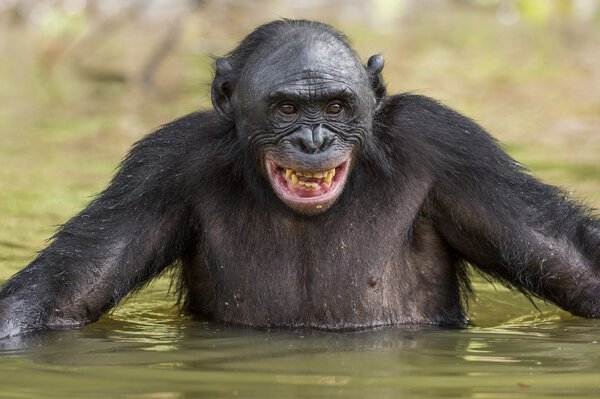   The bonobo ( Pan paniscus)