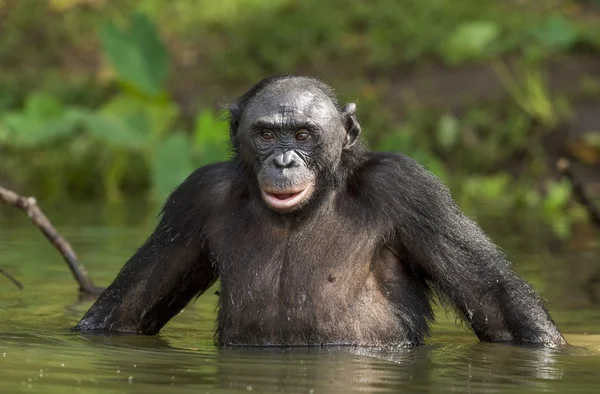 De bonobo (Pan paniscus) — Stockfoto