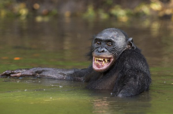 The chimpanzee Bonobo bathes  