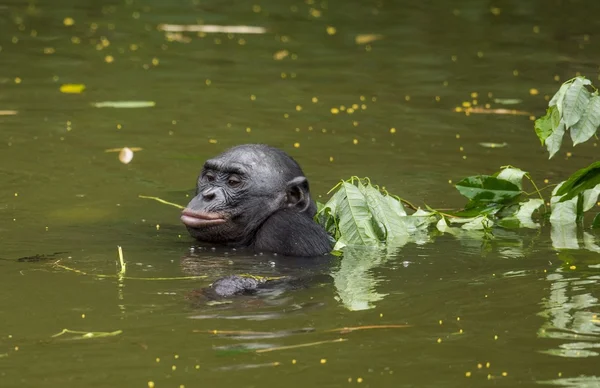 El bonobo (Pan paniscus ) —  Fotos de Stock