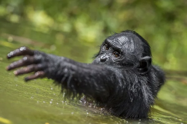 The bonobo ( Pan paniscus) — Stock Photo, Image