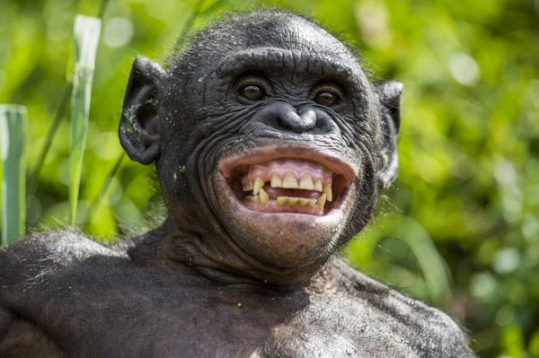 Bonobo (Pan paniscus ), — Stok Foto