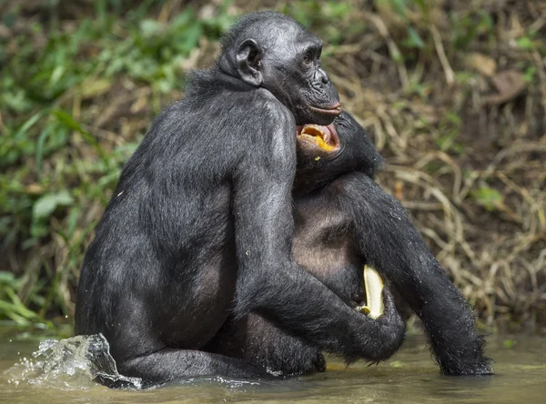 De bonobo (Pan paniscus) — Stockfoto