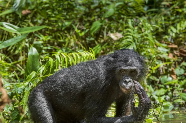 Bliska portret Bonobo — Zdjęcie stockowe