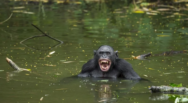 O bonobo (Pan paniscus ) — Fotografia de Stock