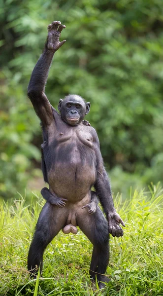 Мати шимпанзе Бонобо з дитиною — стокове фото
