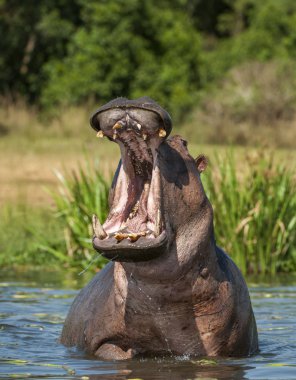 Yawning  hippopotamus in the water.  clipart