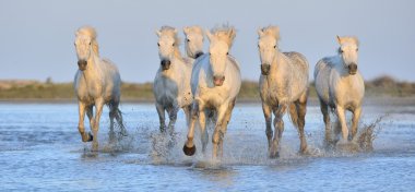 Beyaz Camargue at sürüsü  