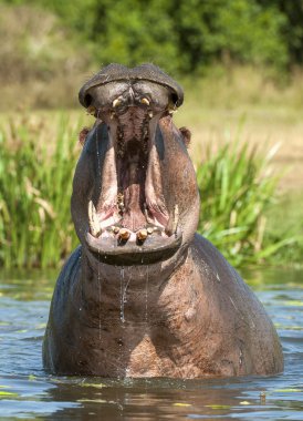 Yawning  hippopotamus in the water.    clipart