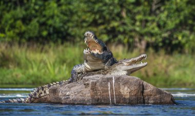 Nil timsah (Crocodylus niloticus çiftleşme). 