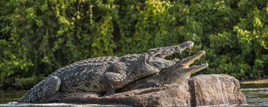 Nil timsah (Crocodylus niloticus çiftleşme). 
