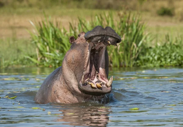 Hippopotame bâillant dans l'eau . — Photo