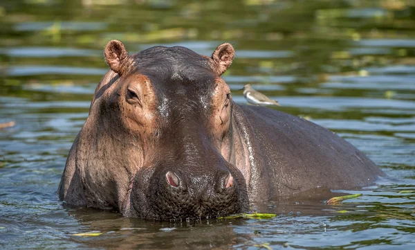 Wspólne hipopotam w wodzie. — Zdjęcie stockowe