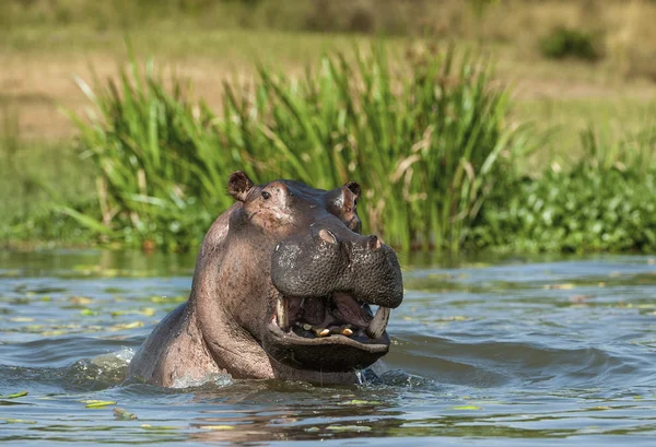 Ippopotamo sbadigliante in acqua . — Foto Stock