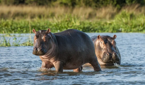 Hipopotam w wodzie. — Zdjęcie stockowe