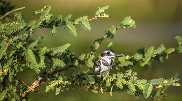 Pied Kingfisher (Ceryle rudis ) — стоковое фото