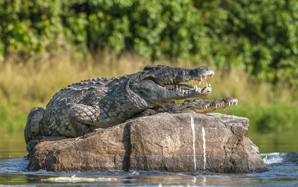 Paring Nile krokodillen (Crocodylus niloticus). — Stockfoto